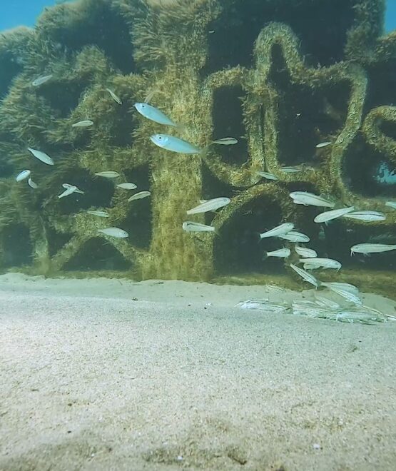Man made coral reefs